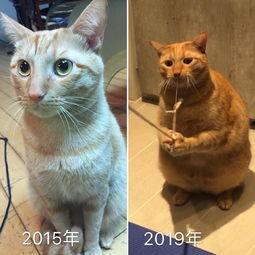 猫变成人ai视频剧情,猫咪奇遇记