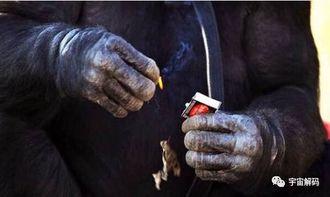 猩猩的视频进化成人,视频见证的进化之旅